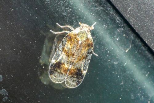 Cixius cunicularius